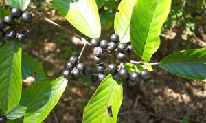 Carolina buckthorn black berries